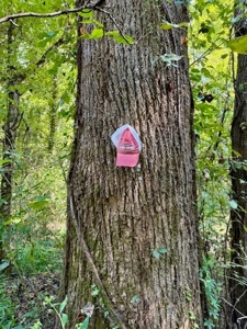 Mississippi Land For Sale With A Creek - image 3