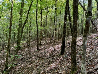 Mississippi Land For Sale With A Creek - image 21