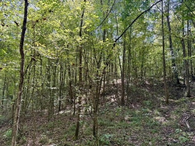 Mississippi Land For Sale With A Creek - image 23