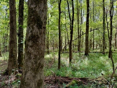 Mississippi Land For Sale With A Creek - image 2