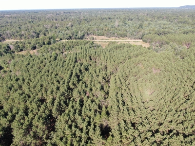 80-acre timber tract in Adams County - image 34