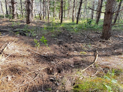 80-acre timber tract in Adams County - image 17