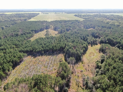 80-acre timber tract in Adams County - image 6