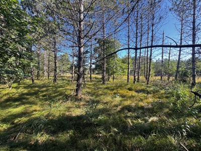 80-acre timber tract in Adams County - image 40