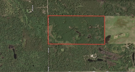 80-acre timber tract in Adams County - image 2