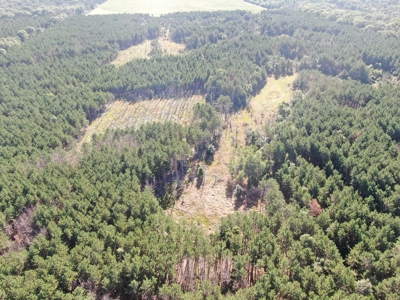 80-acre timber tract in Adams County - image 27