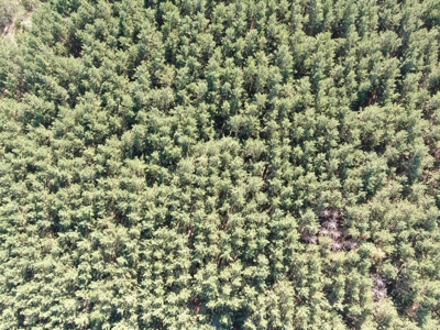 80-acre timber tract in Adams County - image 26