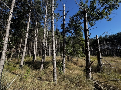 80-acre timber tract in Adams County - image 15