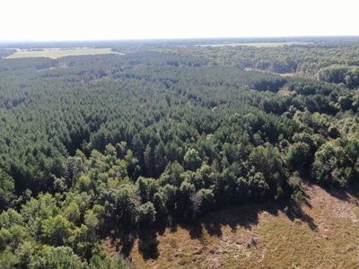 80-acre timber tract in Adams County - image 5