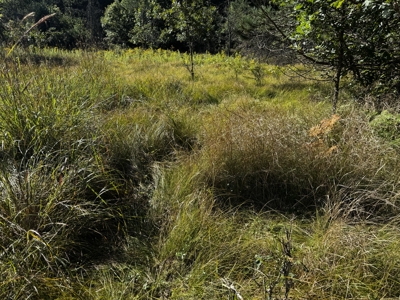 80-acre timber tract in Adams County - image 38