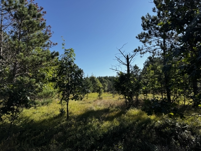 80-acre timber tract in Adams County - image 36