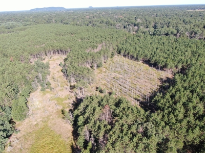 80-acre timber tract in Adams County - image 32