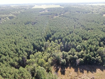 80-acre timber tract in Adams County - image 20