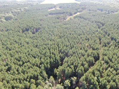 80-acre timber tract in Adams County - image 24