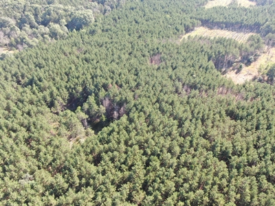 80-acre timber tract in Adams County - image 25