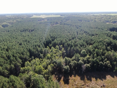 80-acre timber tract in Adams County - image 19