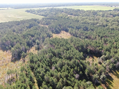 80-acre timber tract in Adams County - image 7
