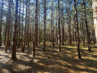80-acre timber tract in Adams County - image 44