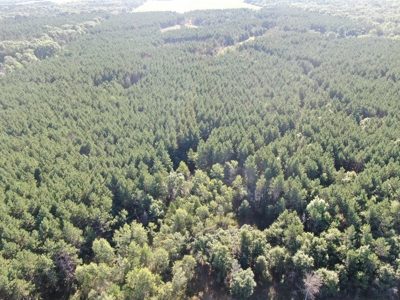 80-acre timber tract in Adams County - image 23