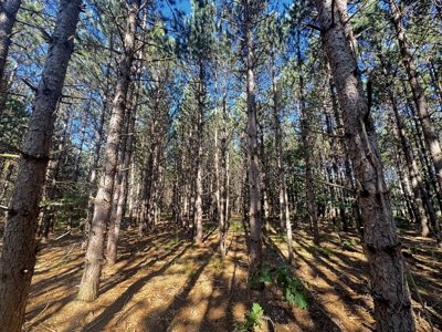 80-acre timber tract in Adams County - image 43