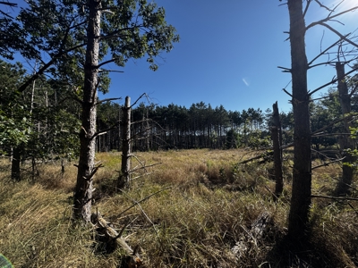 80-acre timber tract in Adams County - image 14