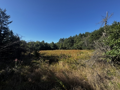 80-acre timber tract in Adams County - image 18