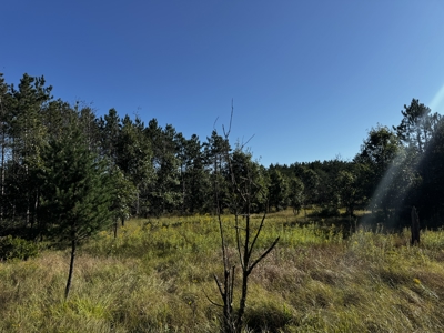 80-acre timber tract in Adams County - image 39