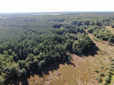 80-acre timber tract in Adams County - image 3