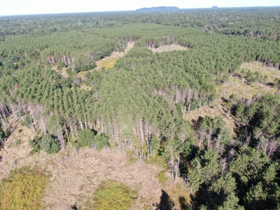 80-acre timber tract in Adams County - image 31