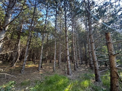 80-acre timber tract in Adams County - image 12