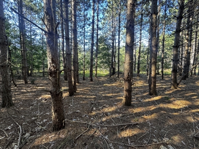 80-acre timber tract in Adams County - image 13