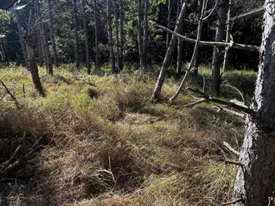 80-acre timber tract in Adams County - image 16