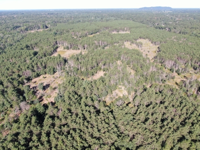 80-acre timber tract in Adams County - image 49