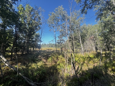 80-acre timber tract in Adams County - image 47