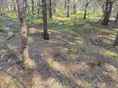 80-acre timber tract in Adams County - image 45