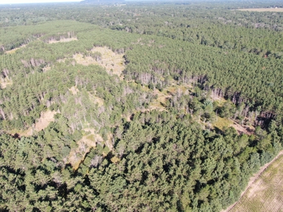 80-acre timber tract in Adams County - image 48