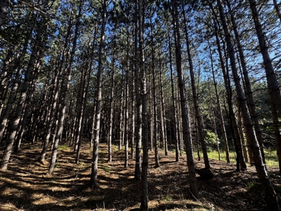 80-acre timber tract in Adams County - image 10