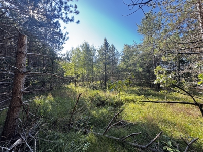 80-acre timber tract in Adams County - image 11
