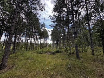 80-acre timber tract in Adams County - image 12