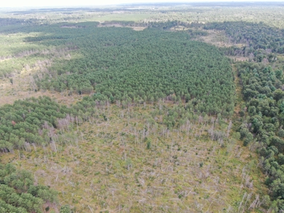 80-acre timber tract in Adams County - image 4