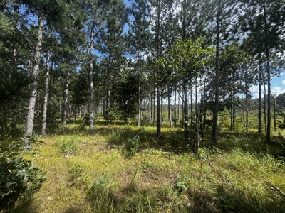 80-acre timber tract in Adams County - image 8