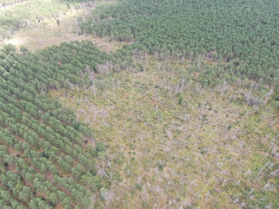 80-acre timber tract in Adams County - image 16