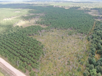 80-acre timber tract in Adams County - image 3