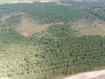 80-acre timber tract in Adams County - image 14