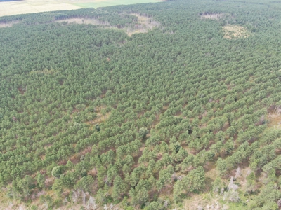 80-acre timber tract in Adams County - image 18