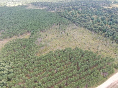 80-acre timber tract in Adams County - image 15