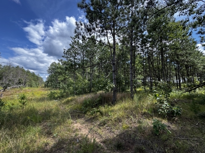 80-acre timber tract in Adams County - image 17