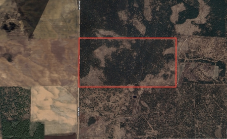 80-acre timber tract in Adams County - image 2