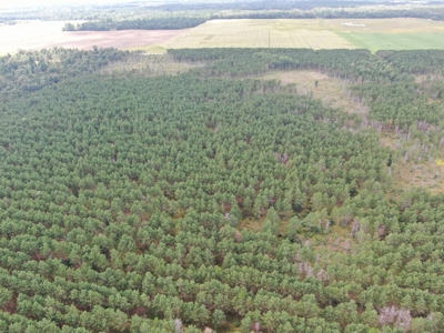 80-acre timber tract in Adams County - image 6