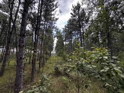 80-acre timber tract in Adams County - image 11